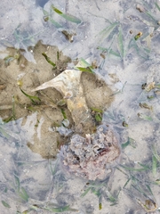 Malleus albus