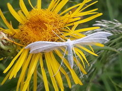 Pterophorus pentadactyla