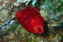 Halocynthia papillosa