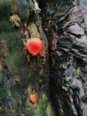 Tubifera ferruginosa