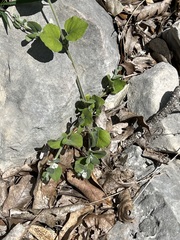 Carlowrightia torreyana