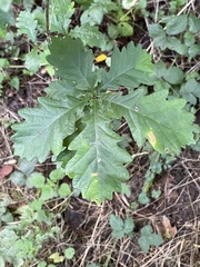 Quercus robur