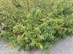 Laportea alatipes