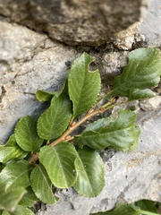 Rhamnus pumila