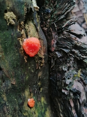 Tubifera ferruginosa