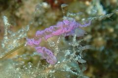 Flabellina affinis