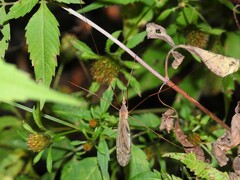 Tipula ultima