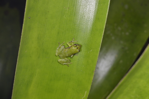 Pristimantis omeviridis