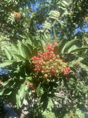 Schinus terebinthifolia