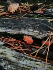 Tubifera ferruginosa