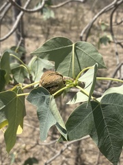 Jatropha mahafalensis image