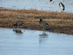 Fulica rufifrons