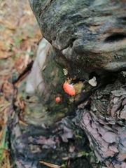 Tubifera ferruginosa