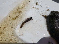 Caudata