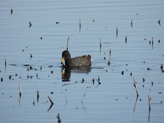 Fulica rufifrons