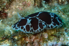 Peltodoris atromaculata