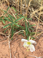 Oenothera pallida