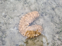 Stichopus herrmanni