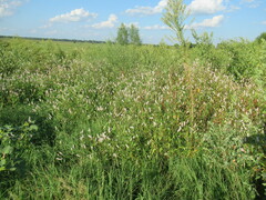 Persicaria bicornis