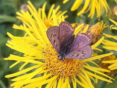 Lycaena alciphron