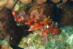 Scorpaena maderensis