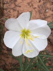 Oenothera pallida