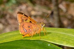 Trapezites symmomus