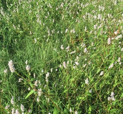 Persicaria bicornis