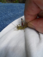 Stethophyma lineatum