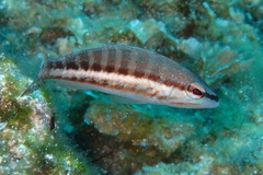 Serranus cabrilla