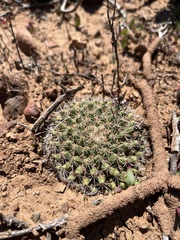 Mammillaria brandegeei