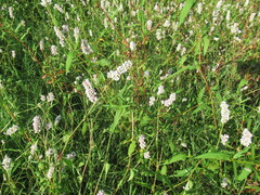Persicaria bicornis