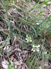 Pimelea humilis
