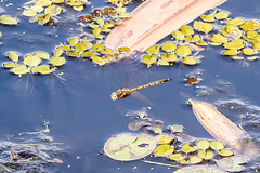 Hemicordulia australiae