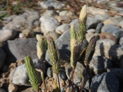 Phleum exaratum