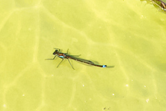 Austrocnemis splendida