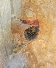 Scaptotrigona bipunctata