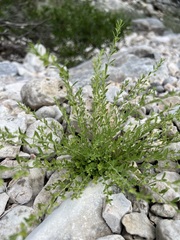 Phyllanthus polygonoides