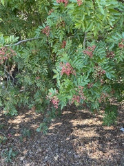 Schinus terebinthifolia