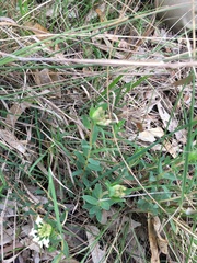 Pimelea humilis