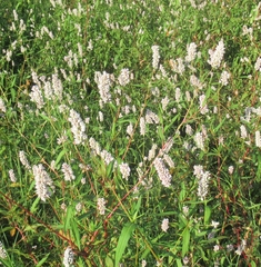 Persicaria bicornis