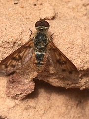 Neodiplocampta