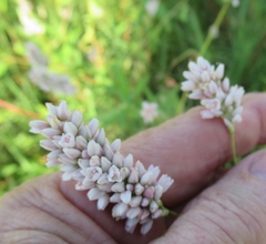 Persicaria bicornis