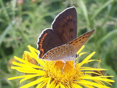 Lycaena alciphron