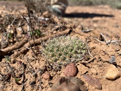 Mammillaria brandegeei