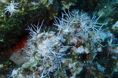 Amphiroa