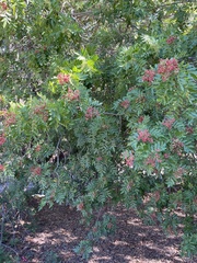 Schinus terebinthifolia