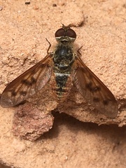 Neodiplocampta