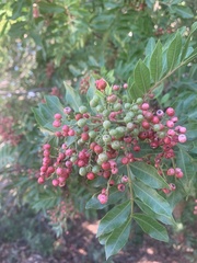 Schinus terebinthifolia