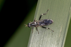 Exaireta spinigera